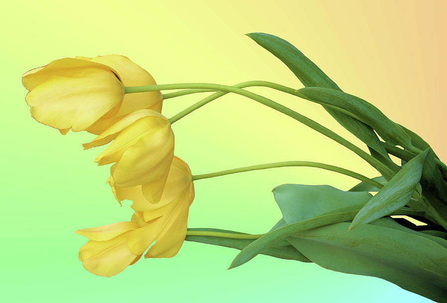 Yellow Tulip Pastel Photograph