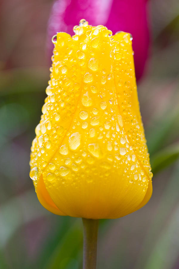 Yellow Tulip - Rain Drops - Spring Garden Photograph by Marie Jamieson