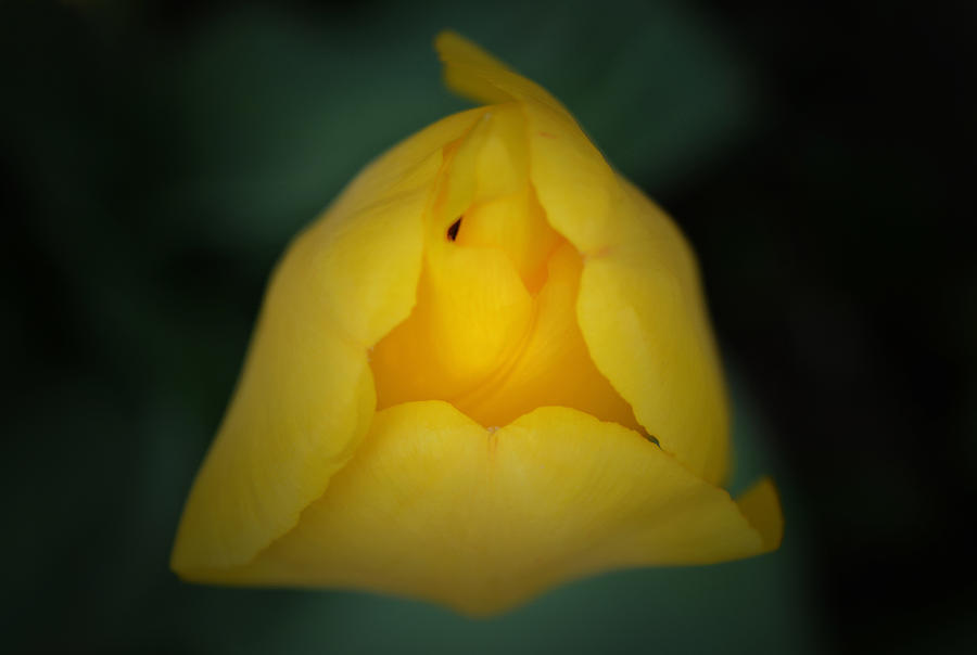 Yellow Tulip Photograph by Richard Andrews