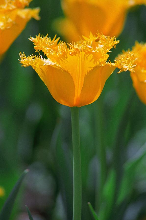 Yellow Tulip Photograph by Rick Rauzi