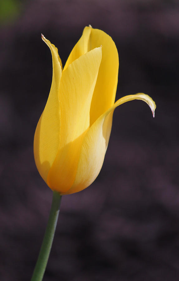 Spring Photograph - Yellow Tulip by Suzanne Gaff