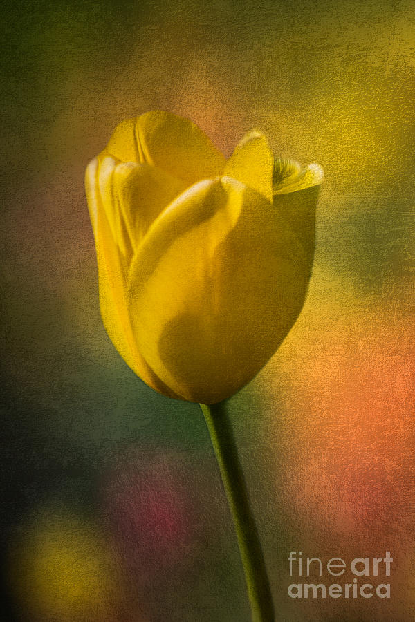 Yellow Tulip Textures Of Spring Photograph by Michael Arend