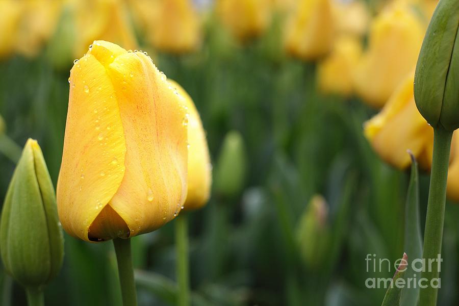 Nature Photograph - Yellow Tulip by Traci Law