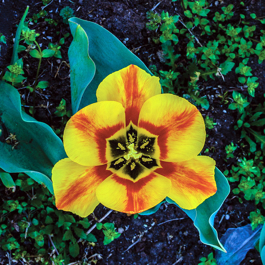 Yellow Tulip Photograph by William Bitman