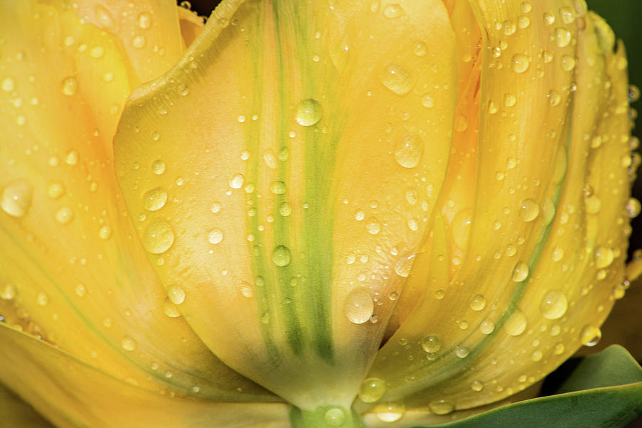 Yellow Tulip with Dew Photograph by Don Johnson