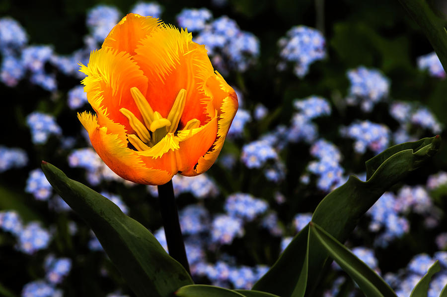 Yellow Tulip Photograph by Wolfgang Stocker