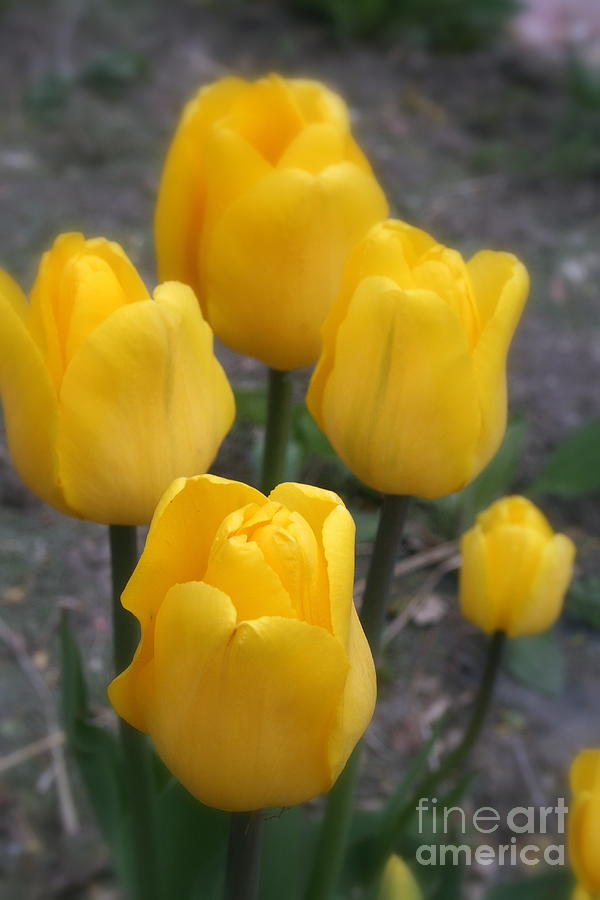 Tulip Photograph - Yellow Tulips 1 by Kay Novy