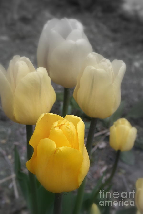 Yellow Tulips 2 Photograph by Kay Novy