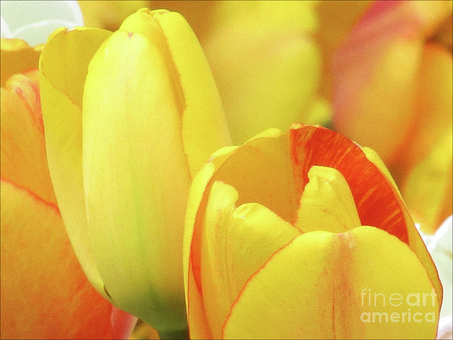 Yellow Tulips #2 Photograph by Kim Tran