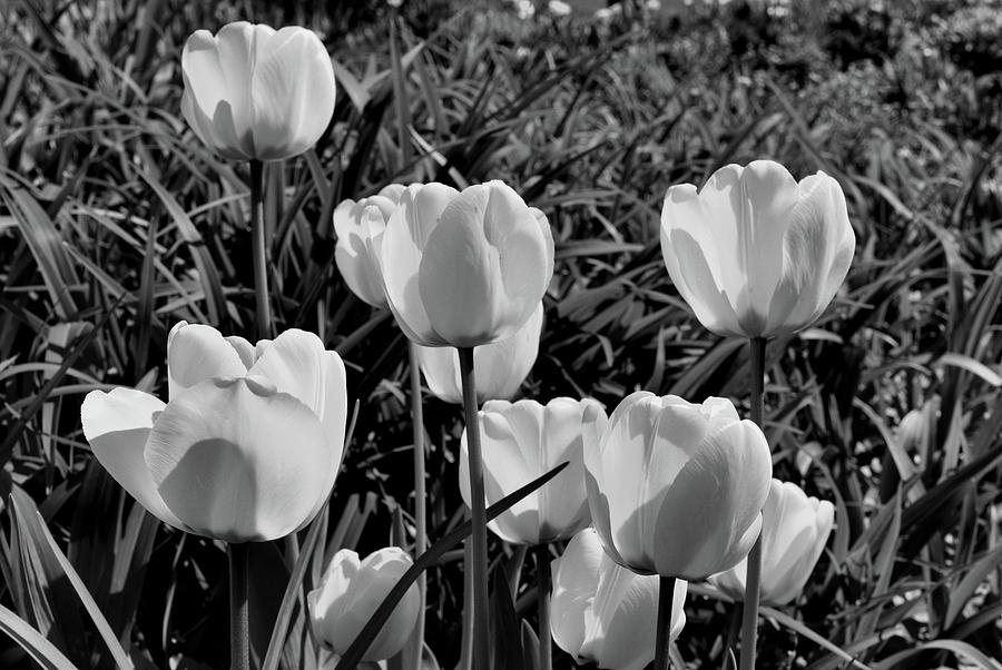 Yellow Tulips 22  Photograph by Lyle Crump