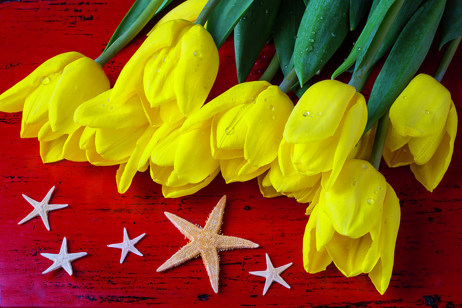 Yellow Tulips And Starfish Photograph by Garry Gay