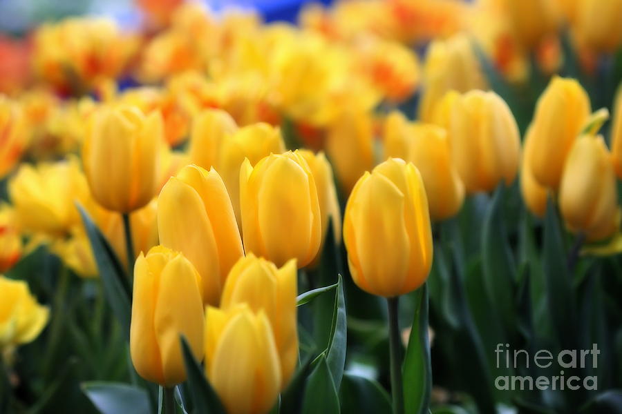 Yellow Tulips Photograph by Angela Rath