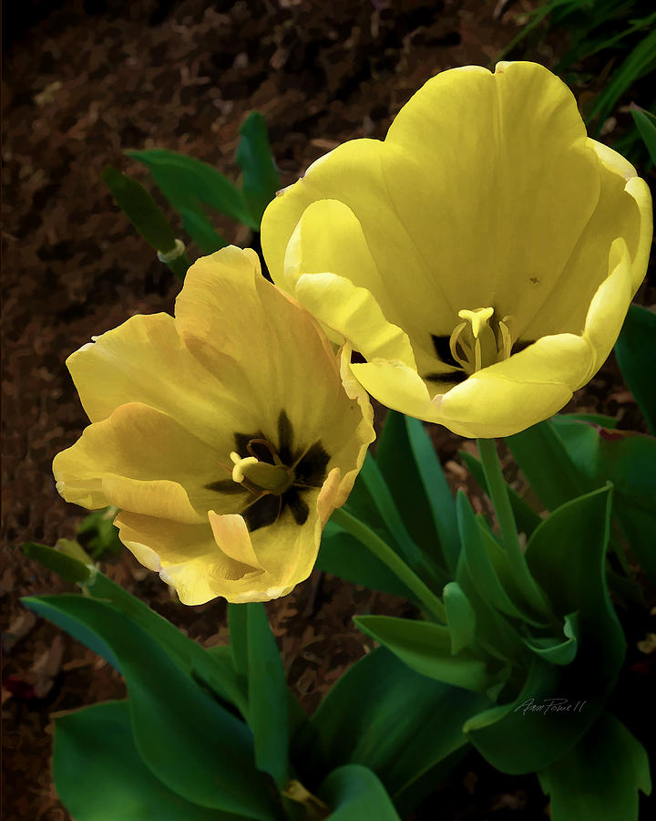 Yellow Tulips Photograph by Ann Powell