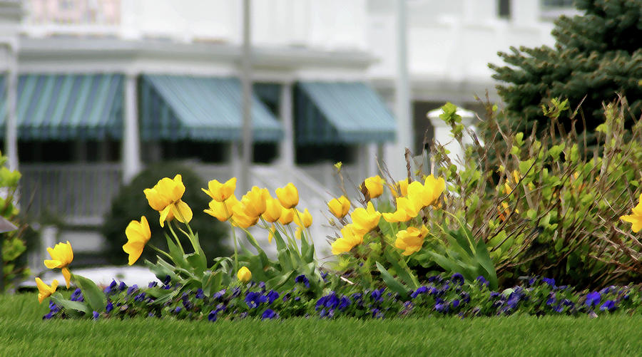 Yellow Tulips At The Shore Photograph