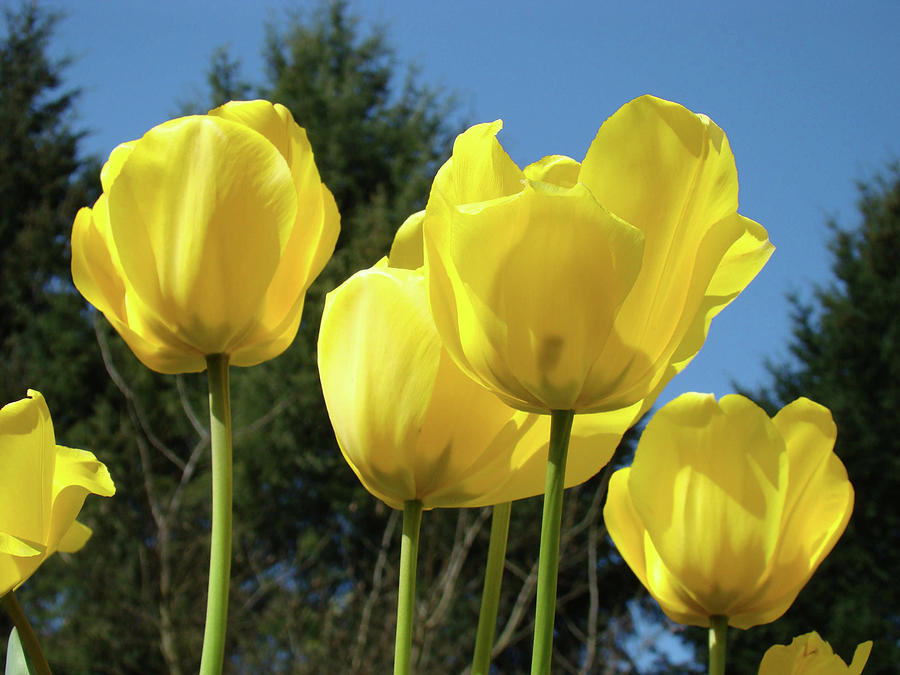 Yellow Tulips Photograph by Patti Baslee