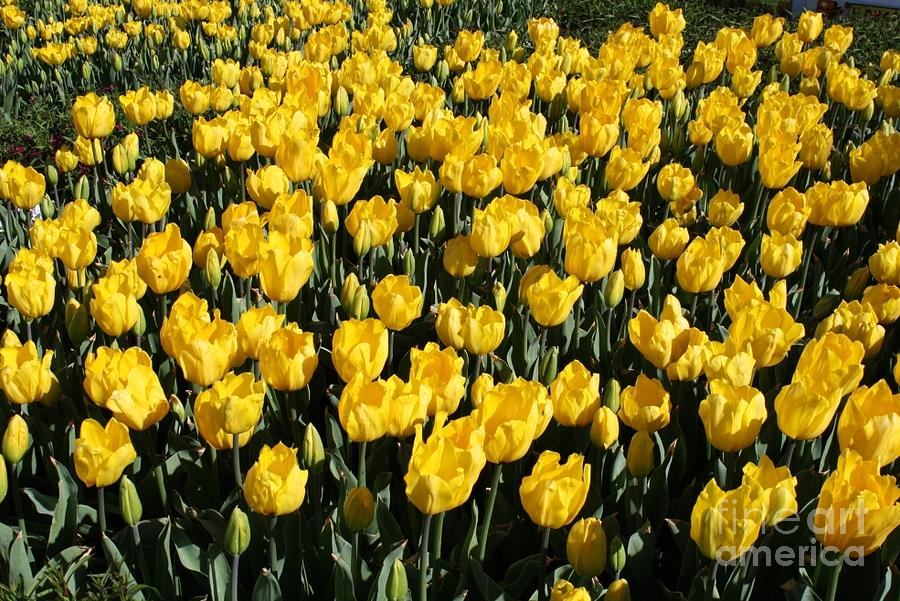 Yellow Tulips Photograph by Bev Conover