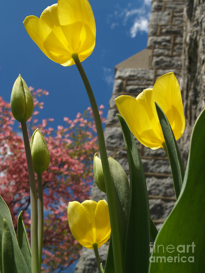 Spring Photograph - Yellow Tulips by Stone Church by Anna Lisa Yoder
