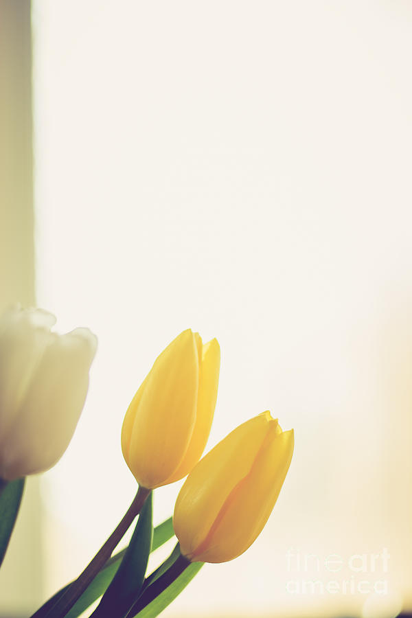 Yellow Tulips Photograph by Cheryl Baxter