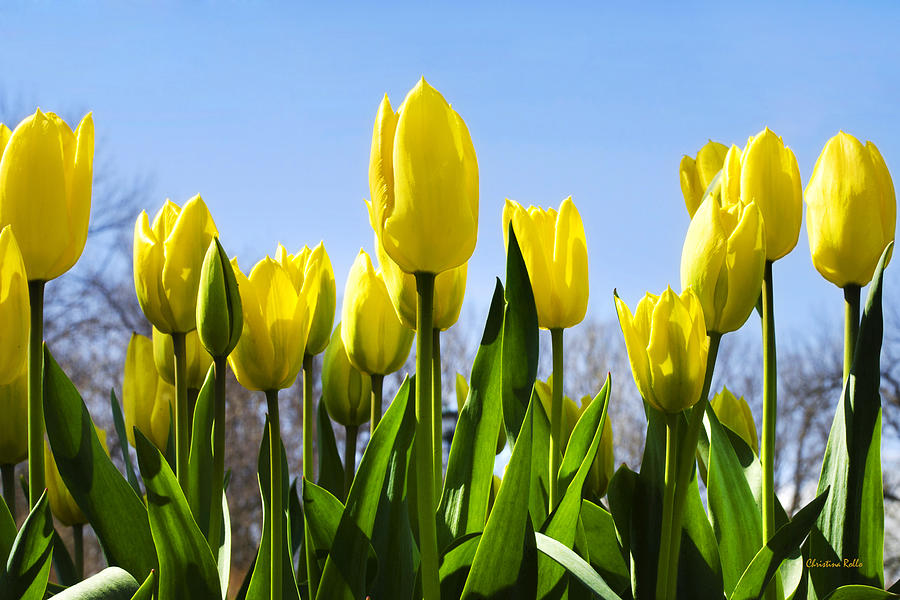 Yellow Tulips Photograph by Christina Rollo