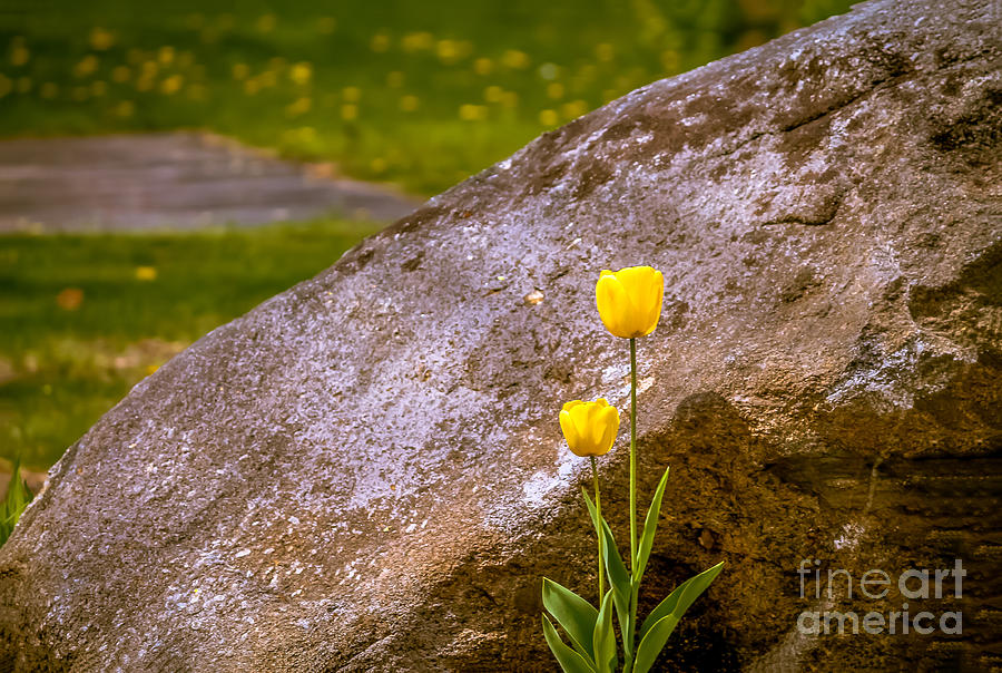 Nature Photograph - Yellow tulips by Claudia M Photography