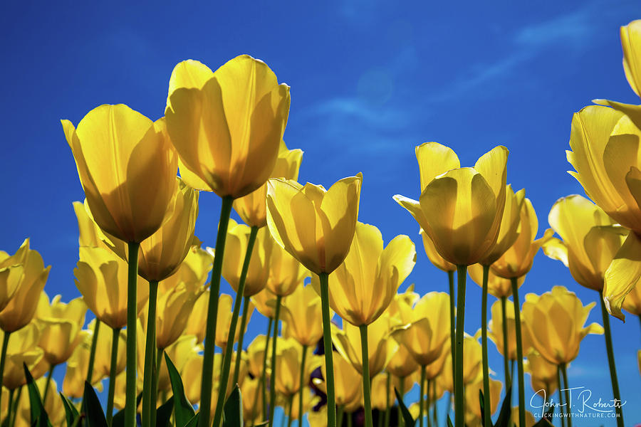 Yellow Tulips Photograph by Clicking With Nature