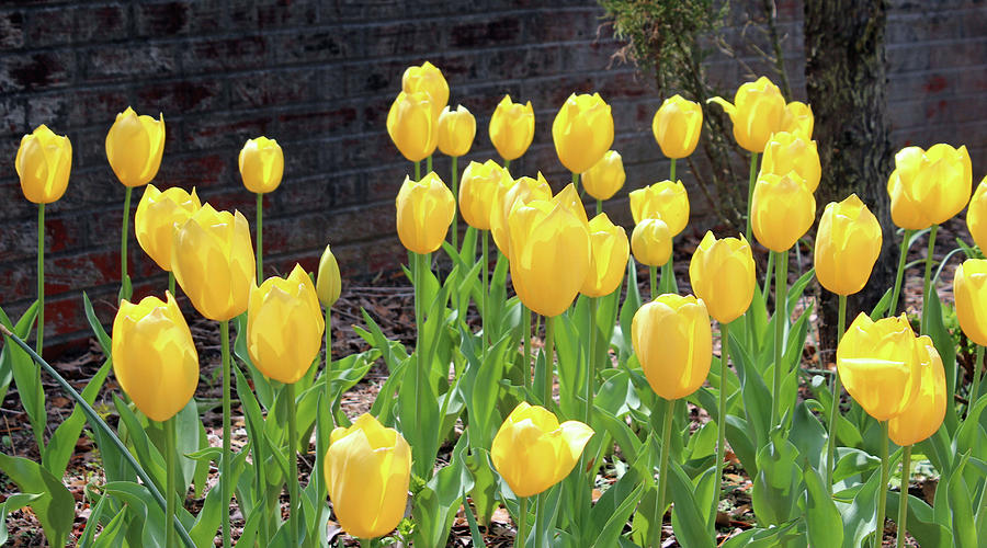 Yellow Tulips Photograph by Cynthia Guinn
