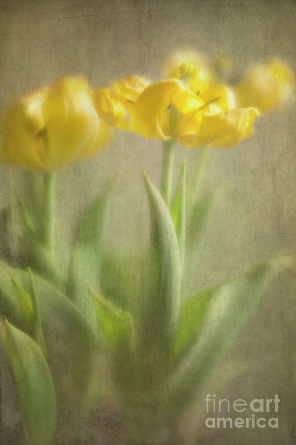 Tulip Photograph - Yellow Tulips by Elena Nosyreva