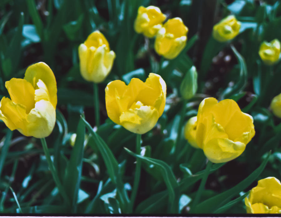 Yellow Tulips--Film Image Photograph by Matthew Bamberg