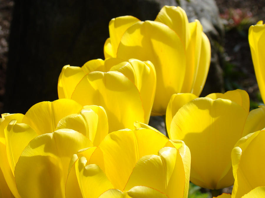 Tulip Photograph - Yellow Tulips Floral art prints Nature Garden by Patti Baslee