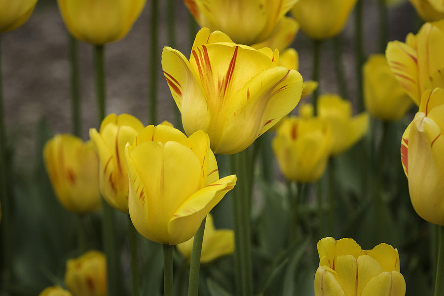 Yellow tulips Photograph by Fran Gallogly