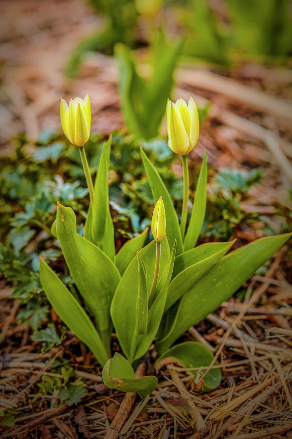 Yellow tulips #g3 Photograph by Leif Sohlman