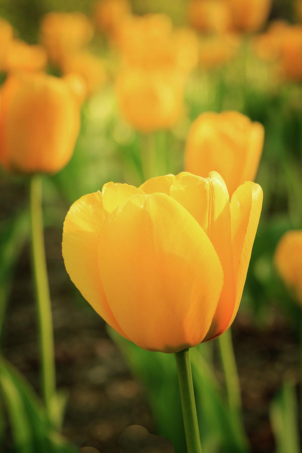 Yellow Tulips in Portrait Photograph by Joni Eskridge