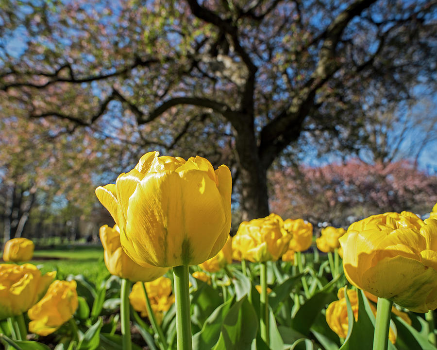 Yellow Tulips in the Public Garden Boston MA Photograph by Toby McGuire