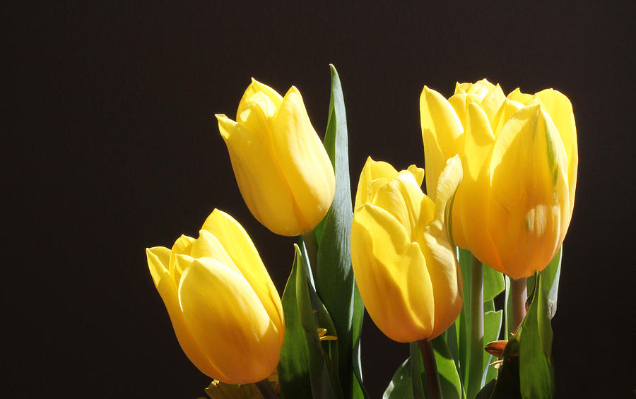 Yellow Tulips Photograph by Inspired Arts
