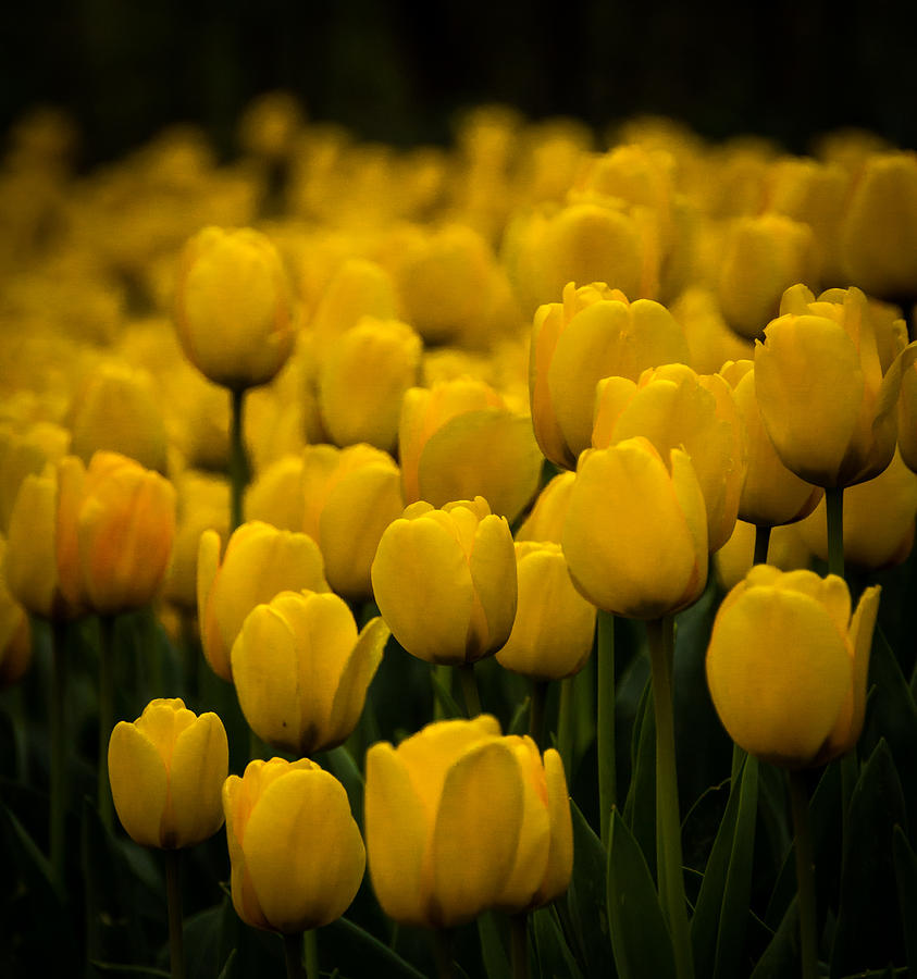 Yellow Tulips Photograph by Jay Stockhaus