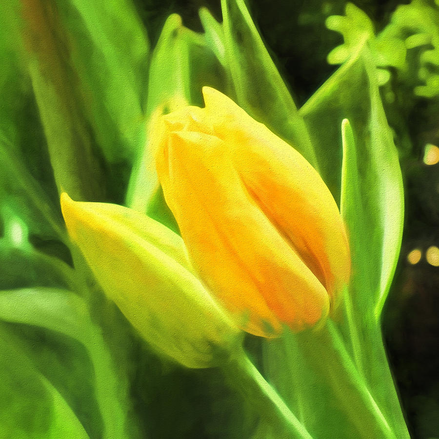 Yellow Tulips Photograph by John Freidenberg