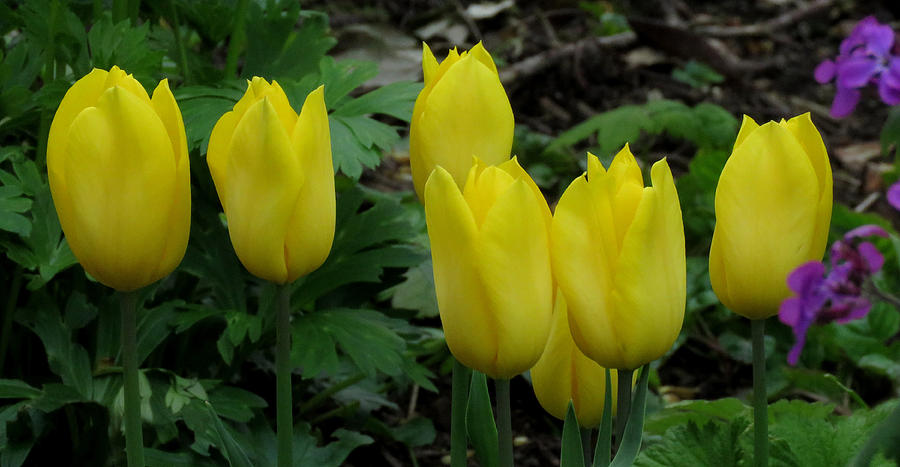 Yellow Tulips Photograph by John Topman