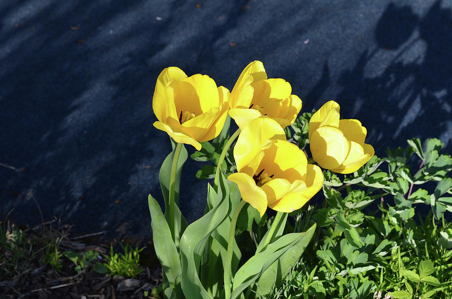 Yellow Tulips Photograph by Kathleen Stephens