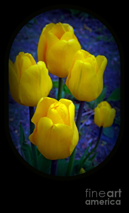 Yellow Tulips Photograph by Kay Novy