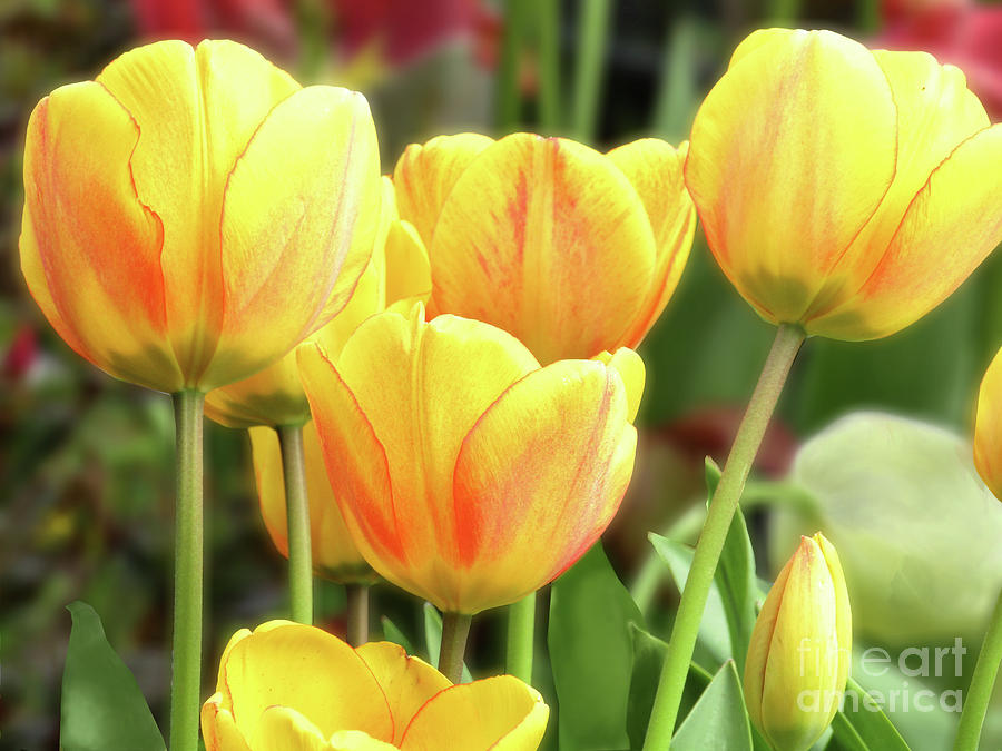 Yellow Tulips Photograph by Kim Tran