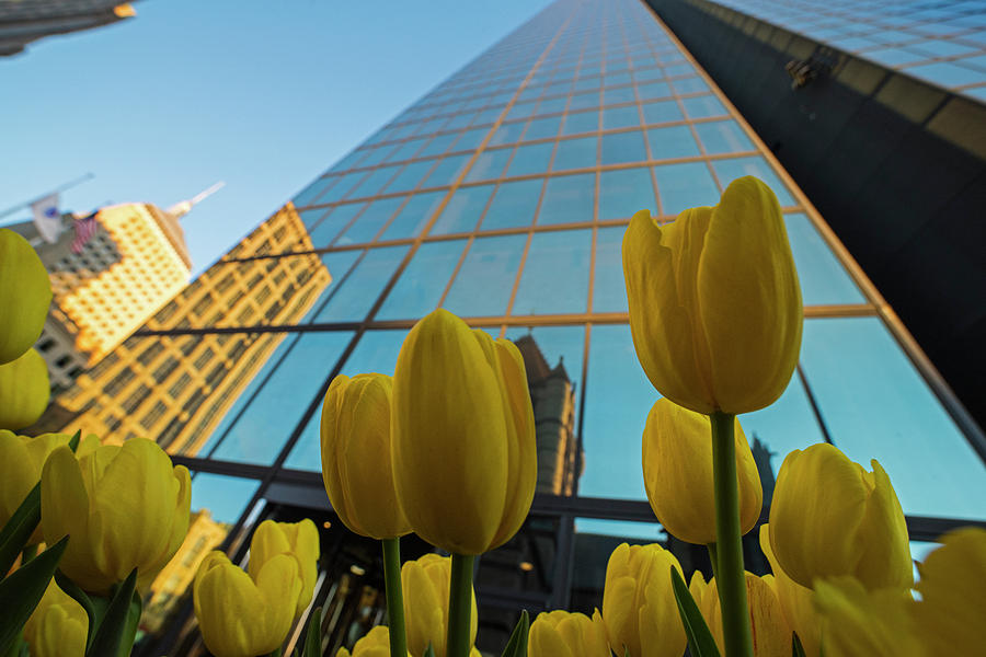 Yellow Tulips looking up at the Hancock Boston MA Photograph by Toby McGuire