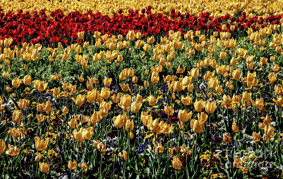 Yellow Tulips Photograph by Mae Wertz