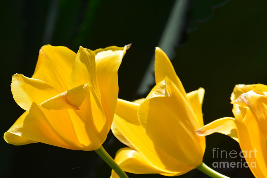 Yellow Tulips Photograph by Maria Urso