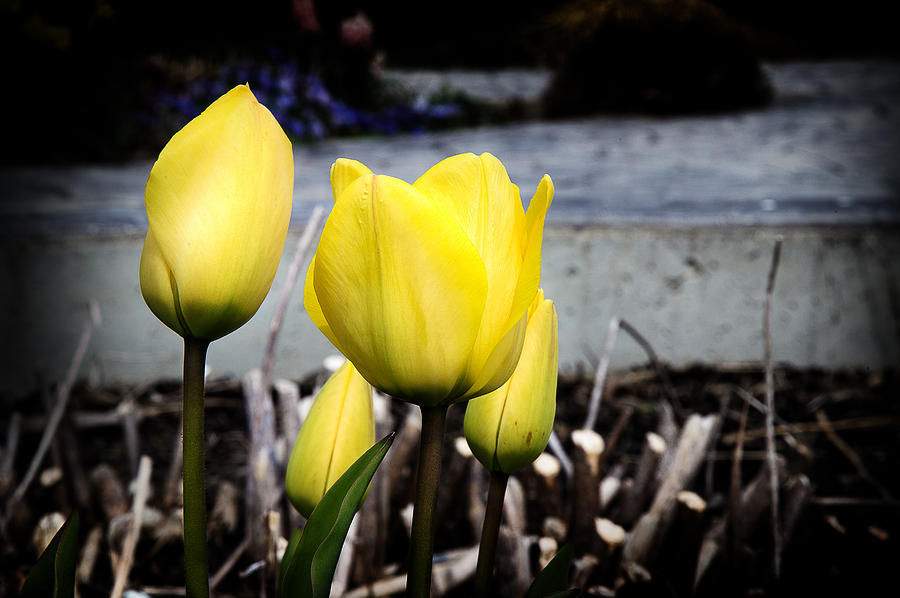 Yellow Tulips Photograph by Milena Ilieva