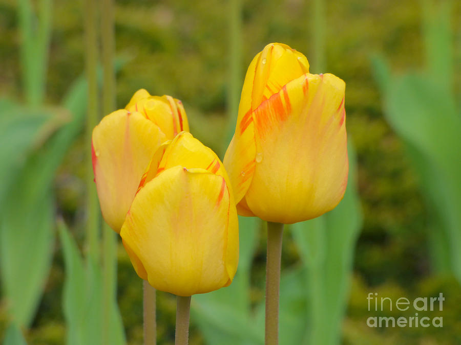 Yellow tulips Photograph by Miroslav Nemecek