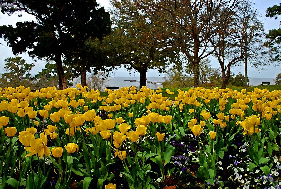 Yellow Tulips of Fairhope Alabama Painting by Michael Thomas