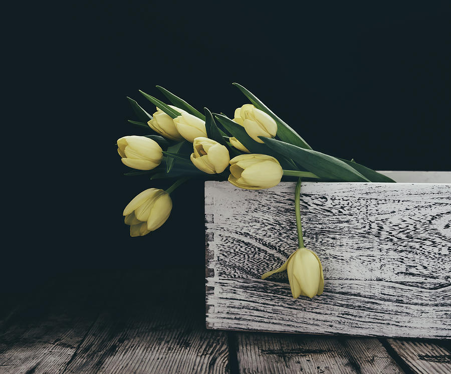 Tulip Photograph - Yellow Tulips on Black by Kim Hojnacki