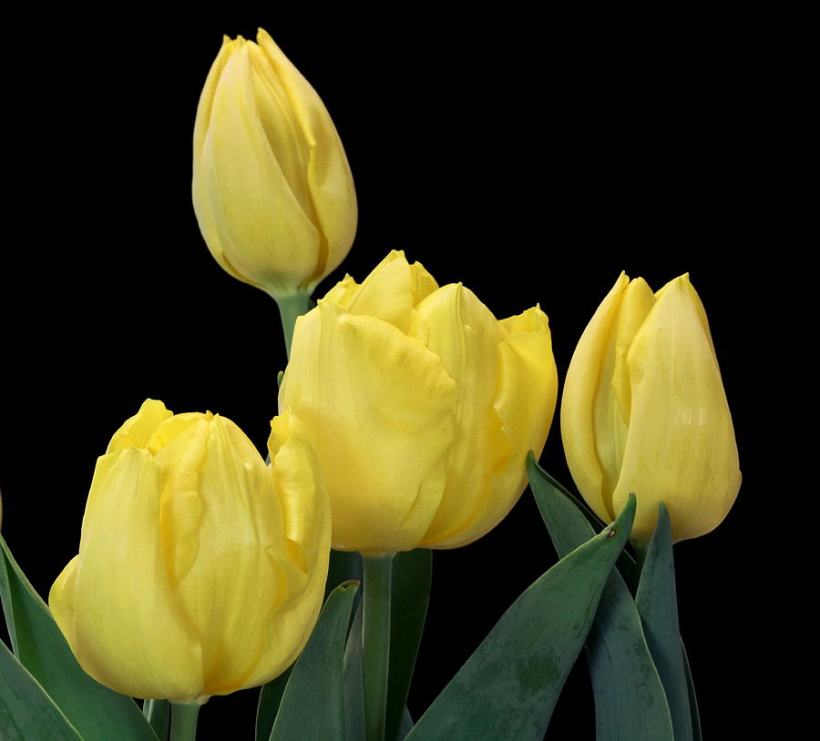 Yellow Tulips on Black Photograph by Sheila Brown