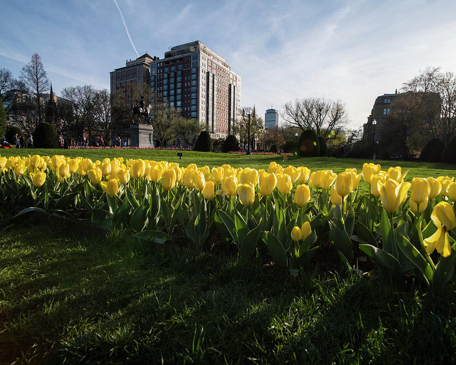 Yellow Tulips on the Boston Public Garden Boston MA Photograph by Toby McGuire