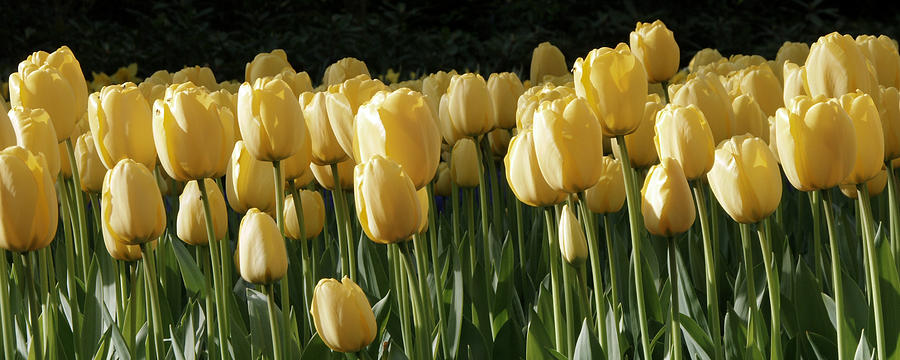 Tulip Photograph - Yellow Tulips by Peter Verdnik